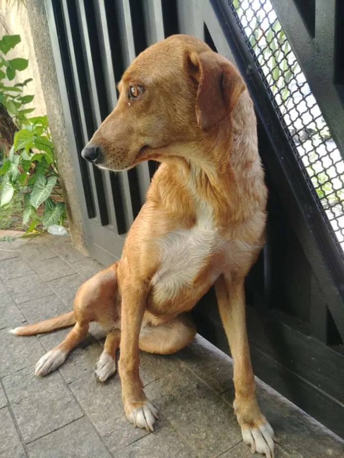 Cachorro raça SRD Vira Lata idade 6 ou mais anos nome Nina