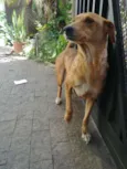 Nina