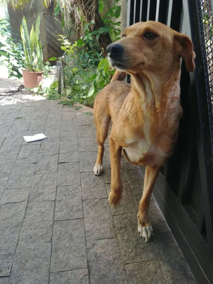Cachorro raça SRD Vira Lata idade 6 ou mais anos nome Nina
