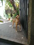 Nina