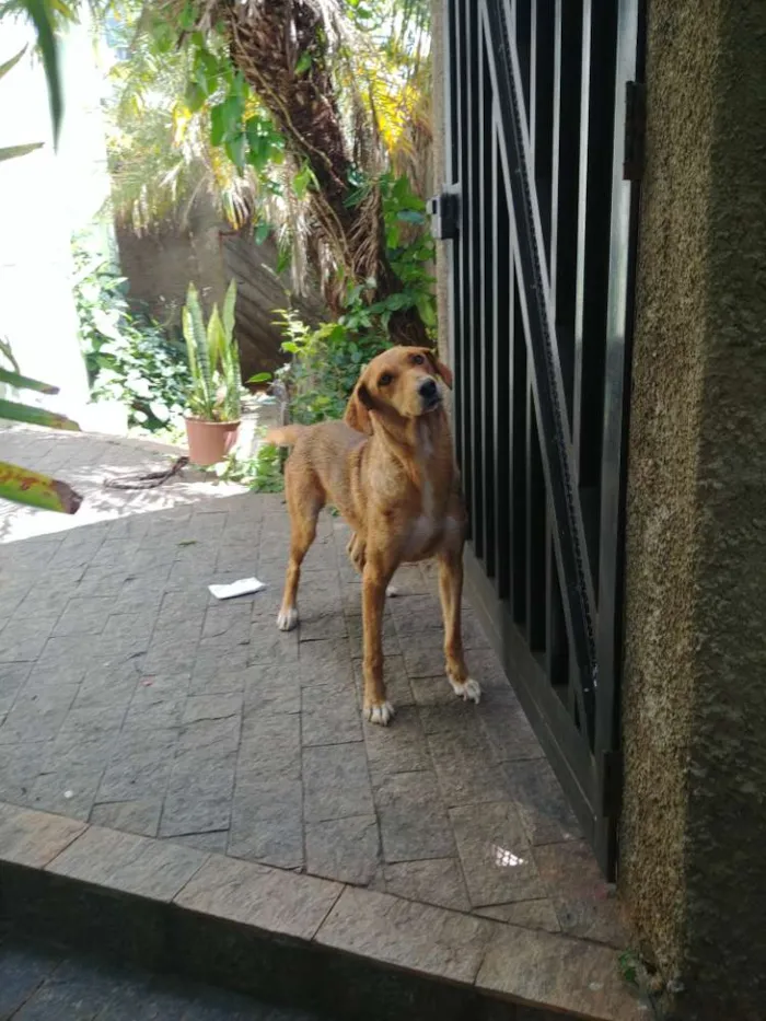 Cachorro raça SRD Vira Lata idade 6 ou mais anos nome Nina