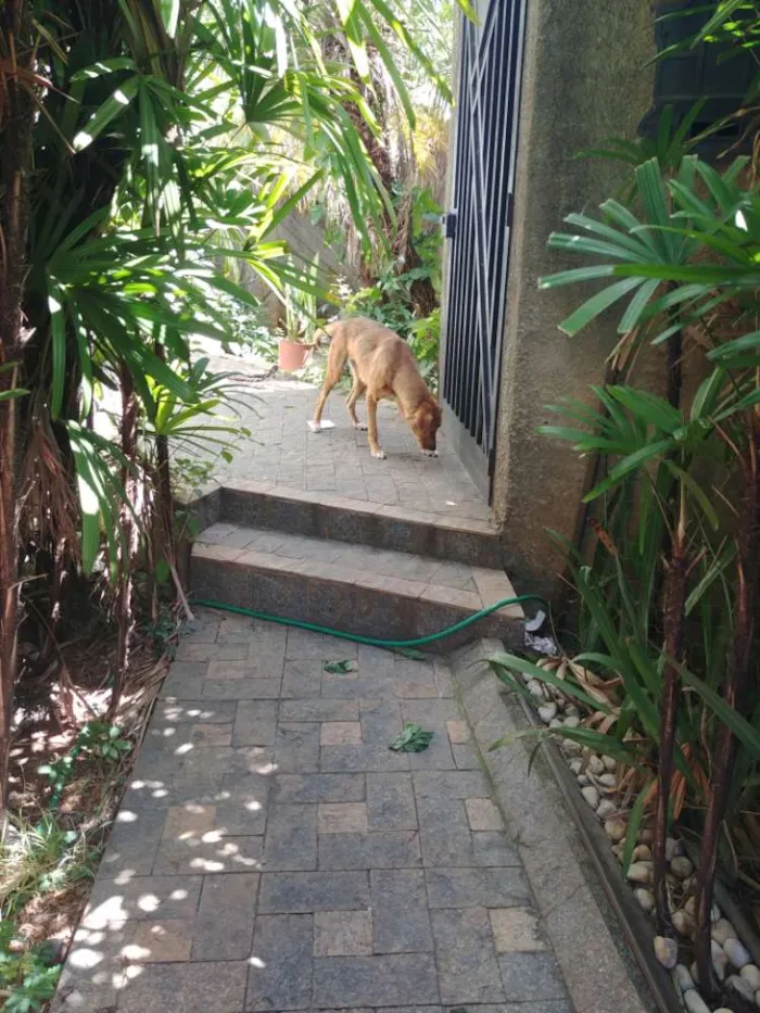 Cachorro raça SRD Vira Lata idade 6 ou mais anos nome Nina