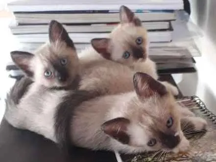 Gato ra a Sem raça idade 2 a 6 meses nome Sem nome