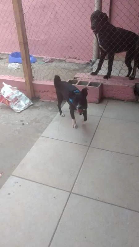Cachorro ra a SRD idade 2 anos nome JOAOZINHO