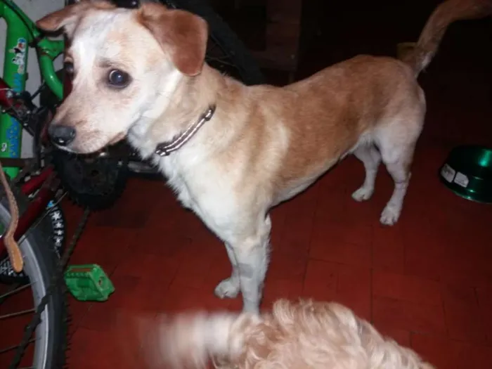 Cachorro ra a SRD idade 2 anos nome LUIZ