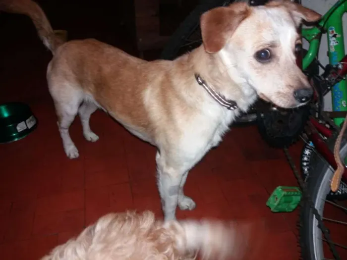 Cachorro ra a SRD idade 2 anos nome LUIZ