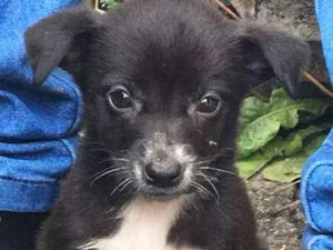 Cachorro raça SRD idade 2 a 6 meses nome Tico e Teco