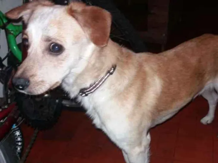 Cachorro ra a SRD idade 2 anos nome LUIZ