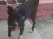 Cachorro raça SRD idade 2 anos nome JOAOZINHO