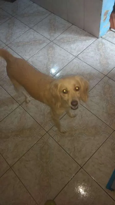 Cachorro ra a SRD idade 2 anos nome LUDMILA