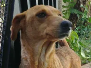Cachorro raça SRD Vira Lata idade 6 ou mais anos nome Nina