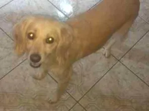 Cachorro raça SRD idade 2 anos nome LUDMILA