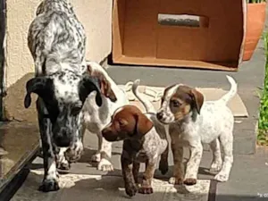 Cachorro raça Não/D idade Abaixo de 2 meses nome A/n