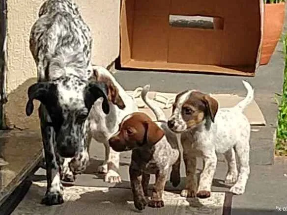 Cachorro ra a Não/D idade Abaixo de 2 meses nome A/n