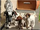 Cachorro raça Não/D idade Abaixo de 2 meses nome A/n