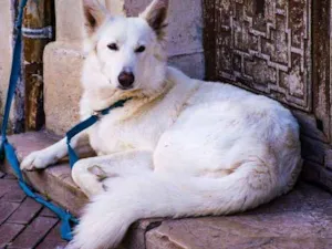 Cachorro raça Nao sei idade 2 anos nome Nao tem