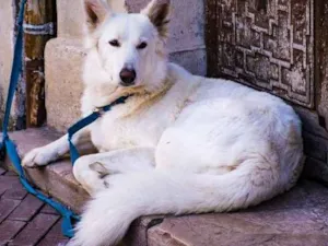 Cachorro raça Nao sei idade 2 anos nome Nao tem