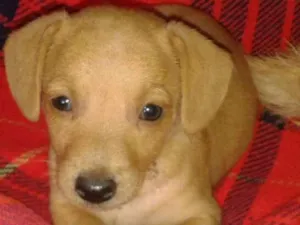Cachorro raça Srd sem raça definida idade 2 a 6 meses nome Kika