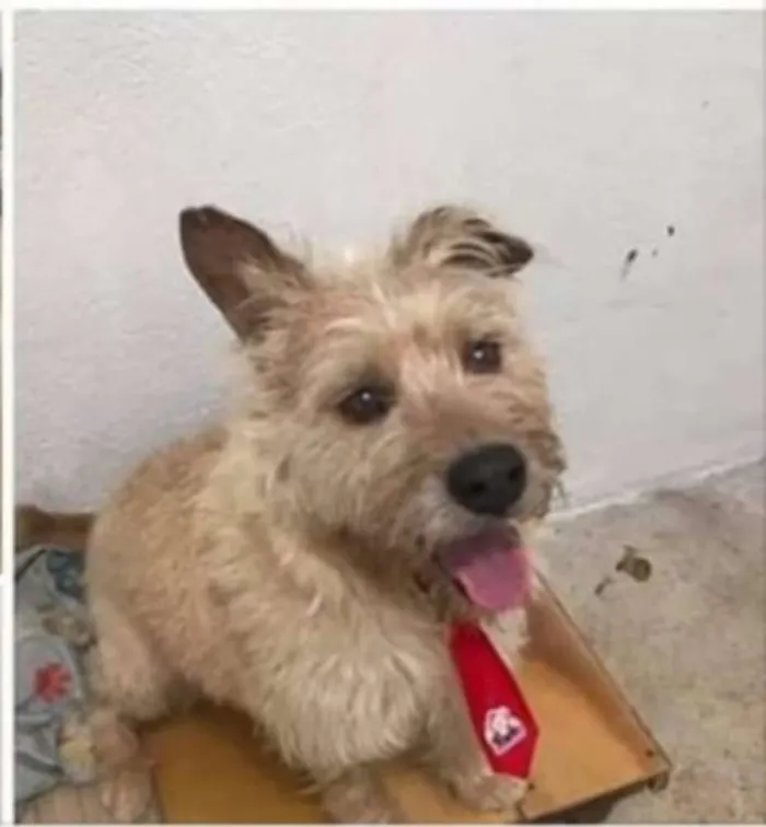 Cachorro ra a Sem raça definida  idade 5 anos nome Tobby