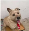 Tobby