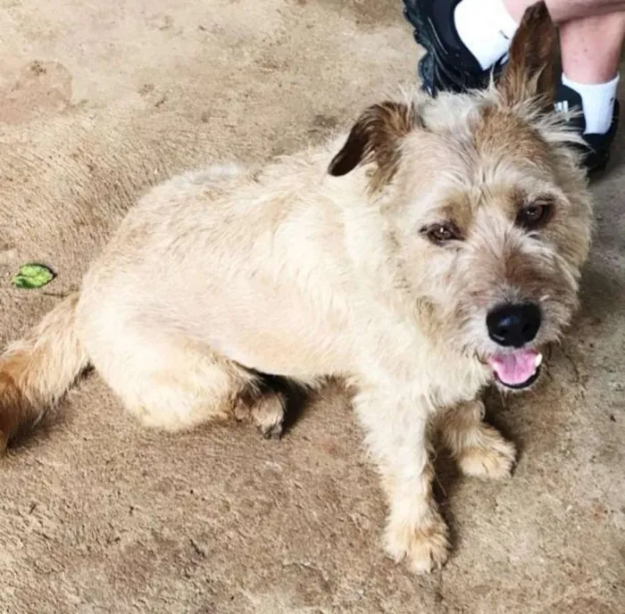 Cachorro ra a Sem raça definida  idade 5 anos nome Tobby
