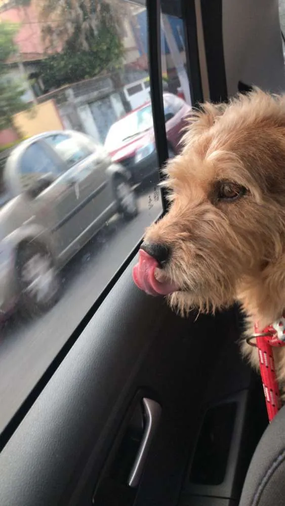 Cachorro ra a Sem raça definida  idade 5 anos nome Tobby