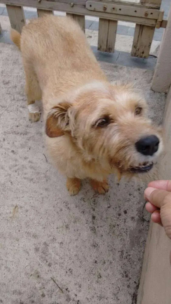 Cachorro ra a Sem raça definida  idade 5 anos nome Tobby