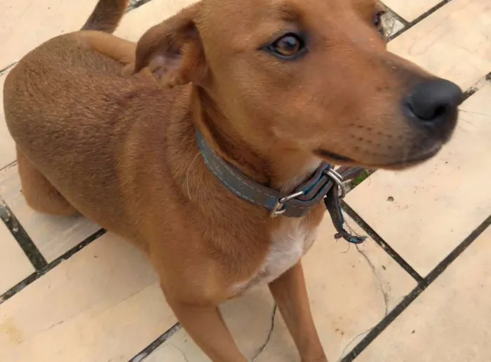 Cachorro ra a Vira lata idade 7 a 11 meses nome Lua