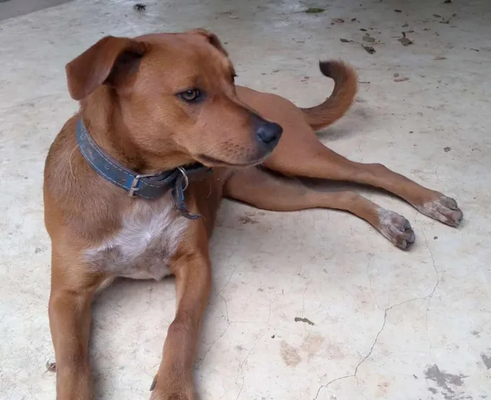 Cachorro ra a Vira lata idade 7 a 11 meses nome Lua