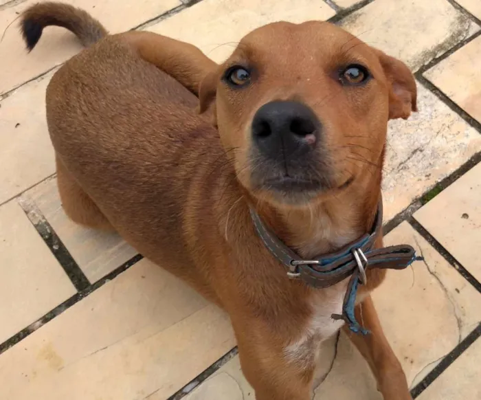 Cachorro ra a Vira lata idade 7 a 11 meses nome Lua