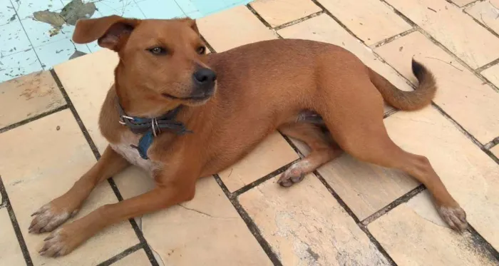 Cachorro ra a Vira lata idade 7 a 11 meses nome Lua