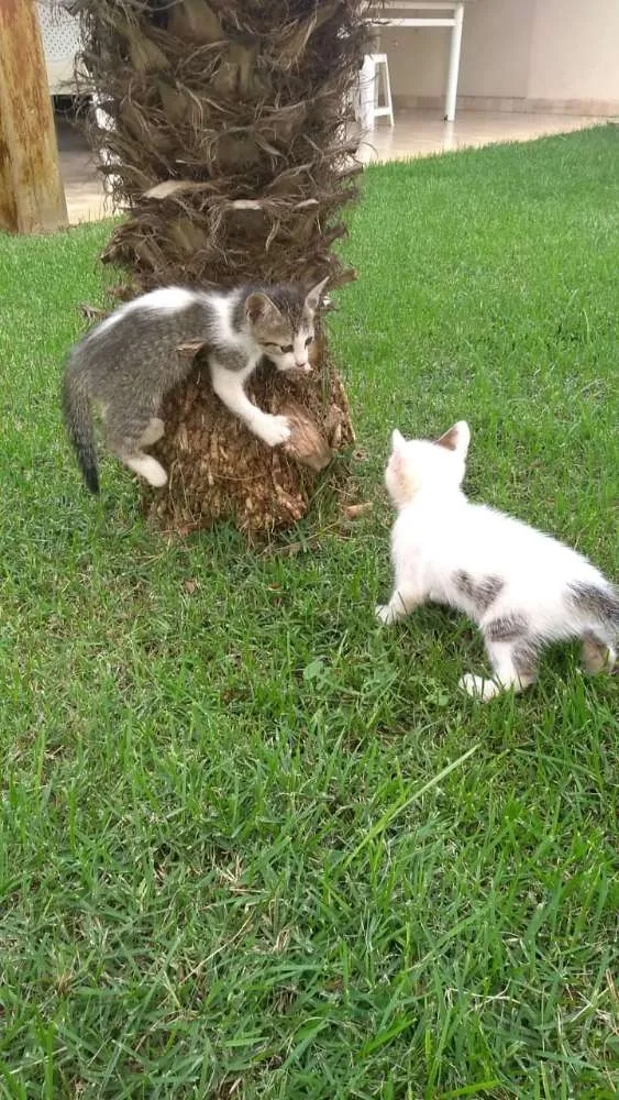 Gato ra a Mestiço idade Abaixo de 2 meses nome Billy e Miúda