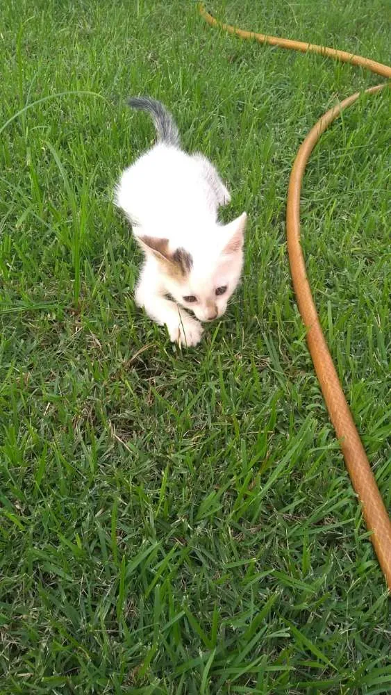 Gato ra a Mestiço idade Abaixo de 2 meses nome Billy e Miúda