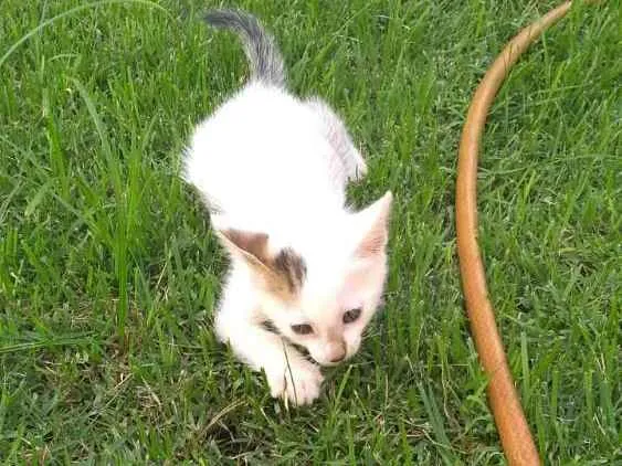 Gato ra a Mestiço idade Abaixo de 2 meses nome Billy e Miúda