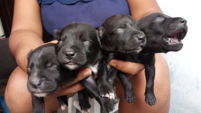 Cachorro ra a Vira lata idade Abaixo de 2 meses nome Estrela