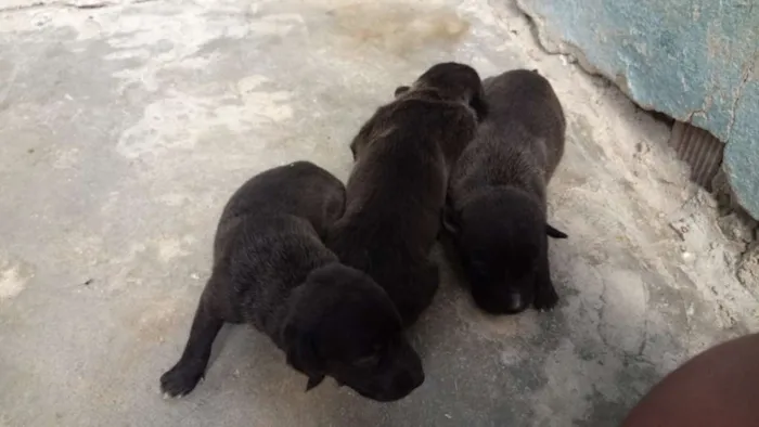 Cachorro ra a Vira lata idade Abaixo de 2 meses nome Estrela