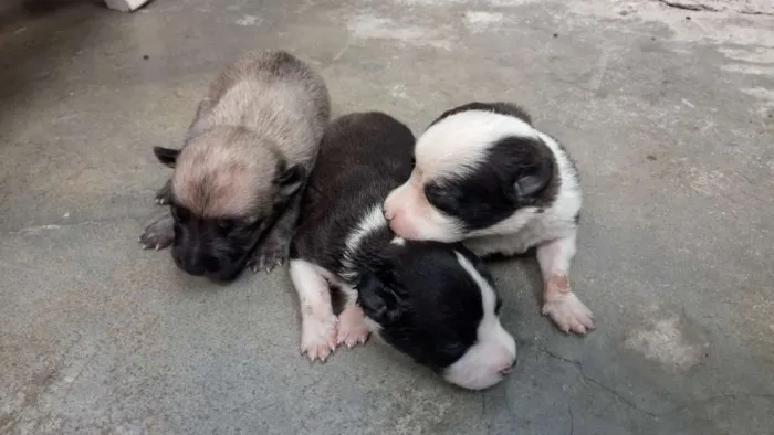 Cachorro ra a Vira lata idade Abaixo de 2 meses nome Estrela