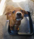 Raj