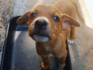 Cachorro raça Vira Lata idade 2 a 6 meses nome Raj