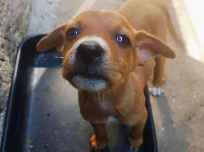 Cachorro ra a Vira Lata idade 2 a 6 meses nome Raj