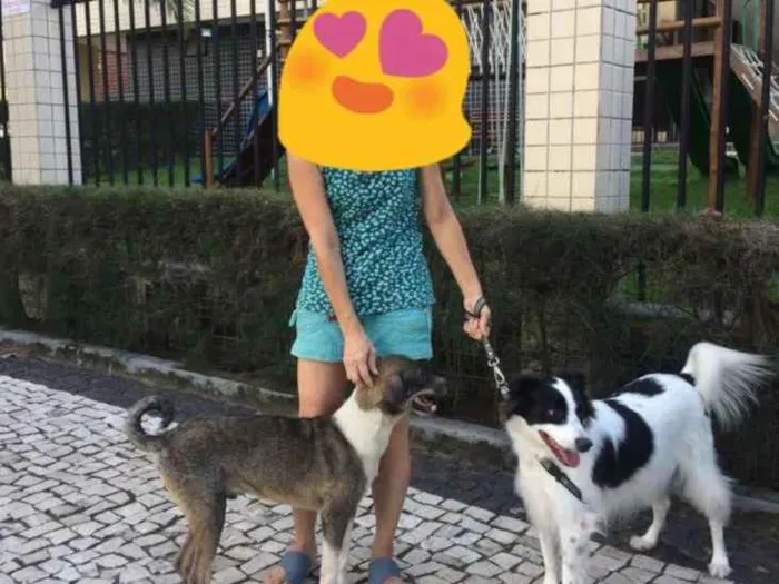 Cachorro ra a SRD idade 1 ano nome GEORGE CLONEY