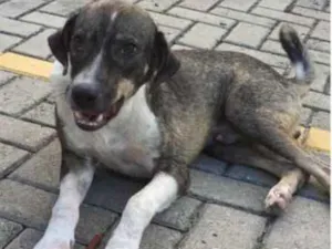 Cachorro raça SRD idade 1 ano nome GEORGE CLONEY
