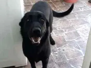 Cachorro raça Labrador idade 7 a 11 meses nome Chiara