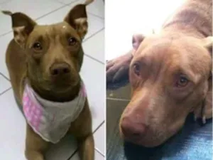 Cachorro raça Pit-Bull idade 3 anos nome July