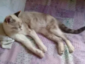 Gato raça Misturada  idade 2 a 6 meses nome Mel