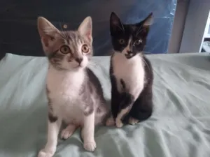 Gato raça  idade 1 ano nome Juju e Biju