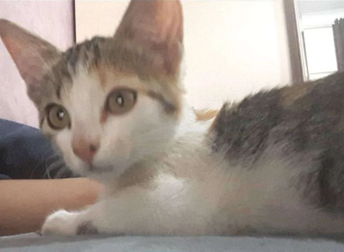 Gato ra a  idade 2 a 6 meses nome Nina