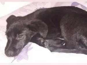 Cachorro raça Vira lata  idade 2 a 6 meses nome Jack