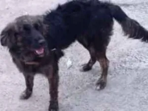 Cachorro raça Porte medio  idade 1 ano nome Prinseca 