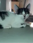 Tom 